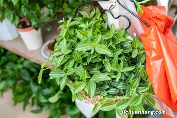 钻石翡翠植物注意事项