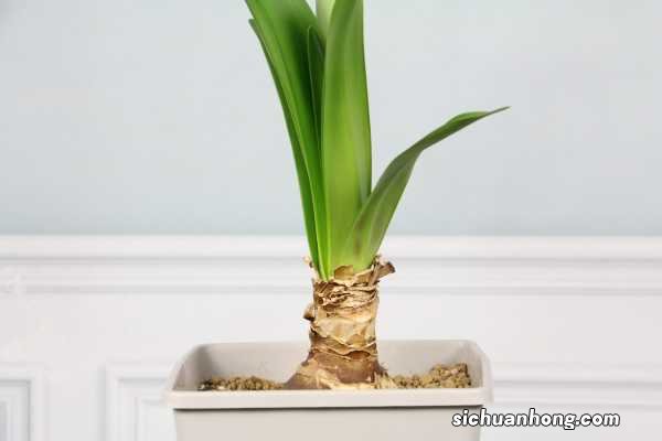 如何让朱顶红球茎变大