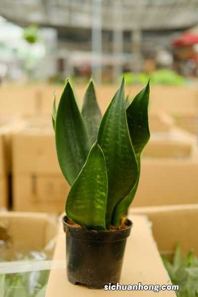 虎皮兰怎么养最好