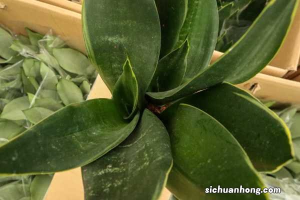 虎皮兰怎么养最好