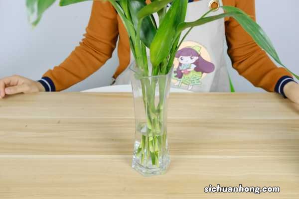 养“富贵竹”总烂根,不如水里兑点“液体”,防腐还能灭菌,