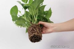 给绿萝喂个“药”，30天就能长爆盆，叶片如同巴掌大！