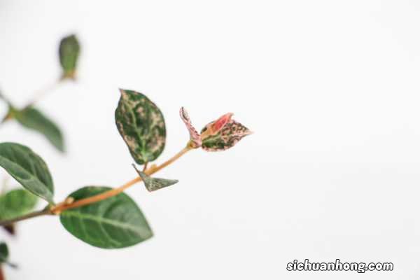 五彩络石可以爬藤多高