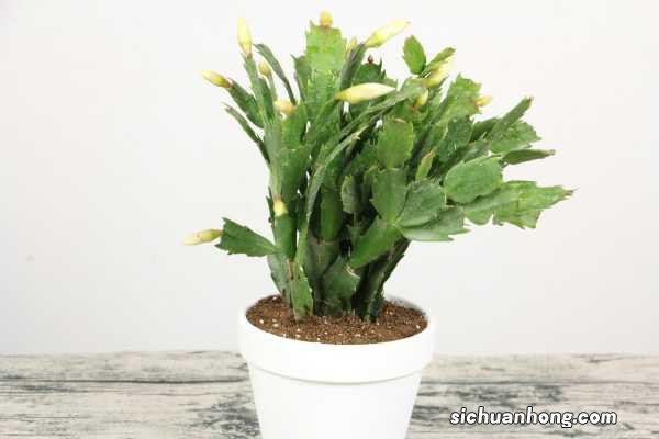 蟹爪兰花期养护