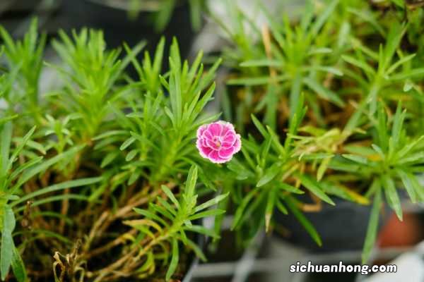 康乃馨花束怎么养