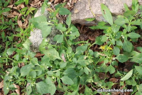 家里种盆“黑果”,耐看还能清热解毒,家人更健康!