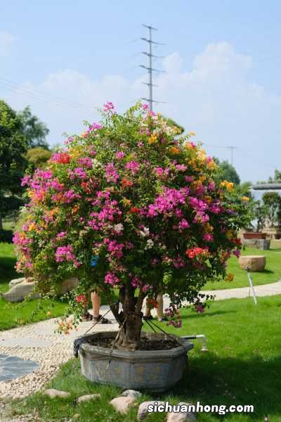 三角梅如何判断生根