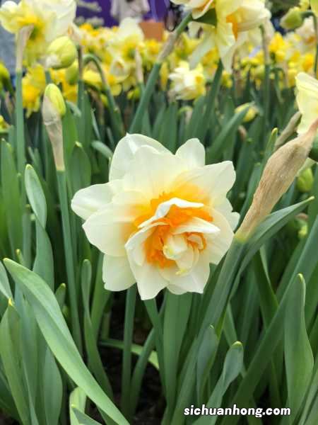 南方北方过冬方法 洋水仙露地过冬可以吗