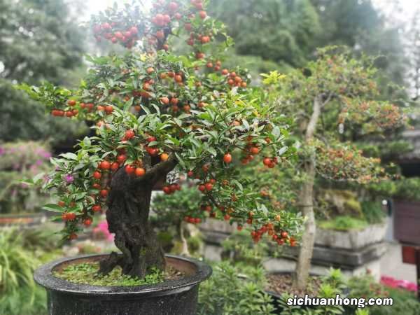 金弹子嫁接时间