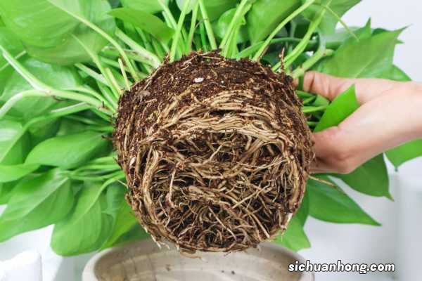 绿萝太长了如何盘,怎么盘好看