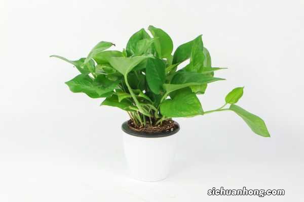 大叶绿萝、花叶绿萝如何扦插