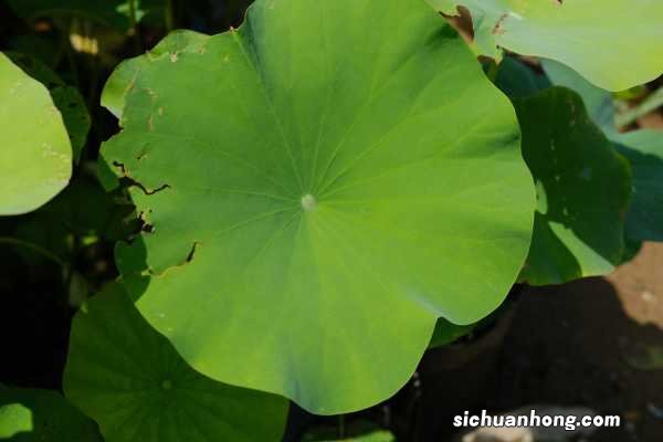 荷花什么季节开放