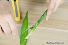 富贵竹几天换一次水