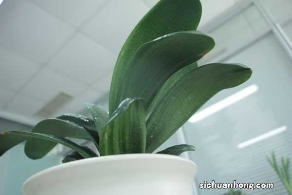养盆君子兰开花难,换点“腐叶土”,开花多了停留时间能更长