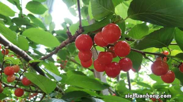 樱桃萝卜盆栽怎么养