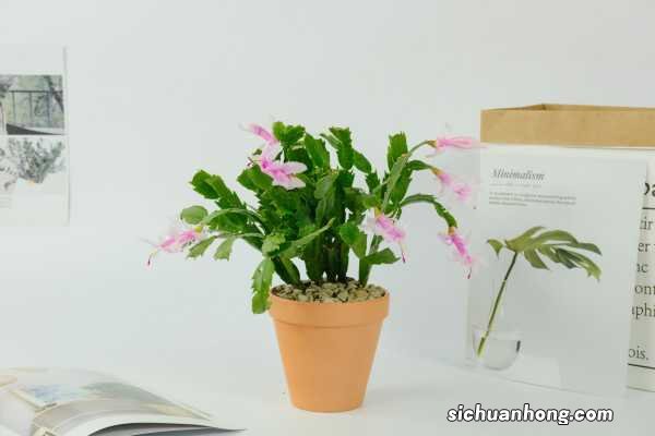 蟹爪兰怎么养