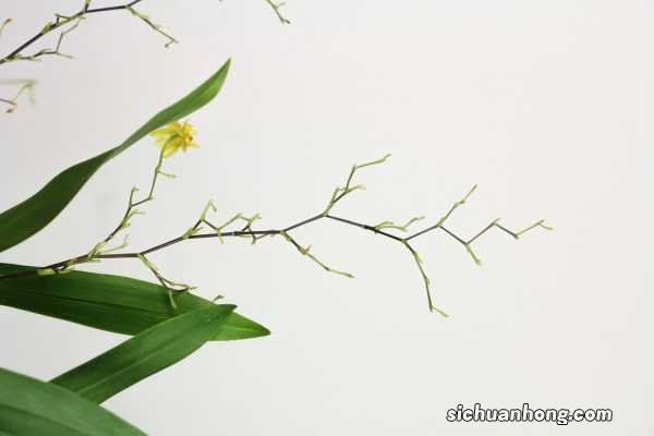 文心兰的养殖方法和注意事项