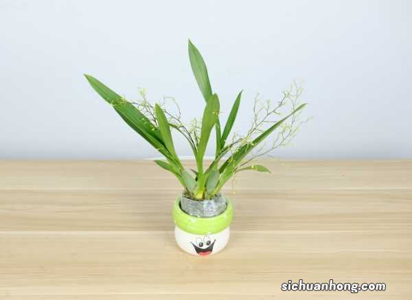 文心兰的养殖方法和注意事项