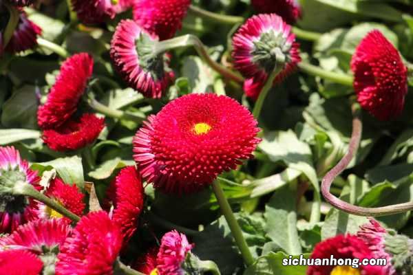 雏菊春天怎么养