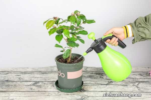 茶花春天怎么养