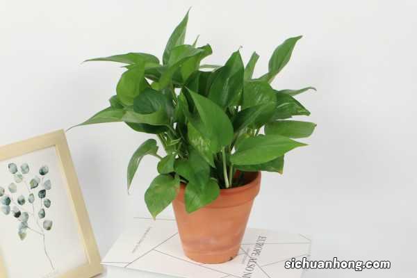 绿萝常黄叶,喂上勺“废水”,半个月黄叶返青,绿汪汪!