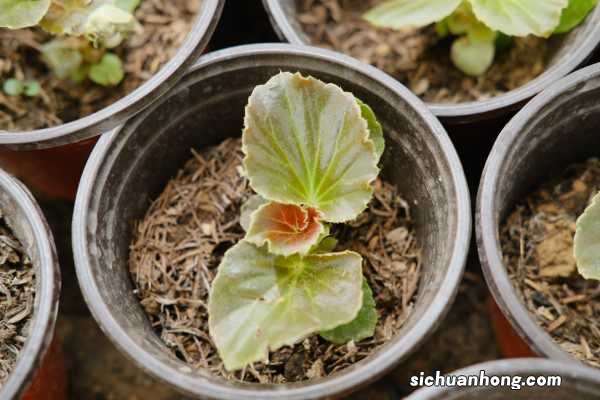 四季海棠在家养，这样“剪几刀”，开花旺叶片绿，喜气洋洋！