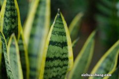 金边虎皮兰扦插方法