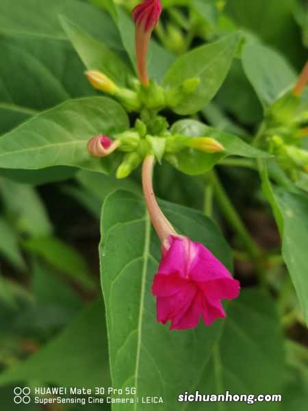 紫茉莉的养殖方法和注意事项