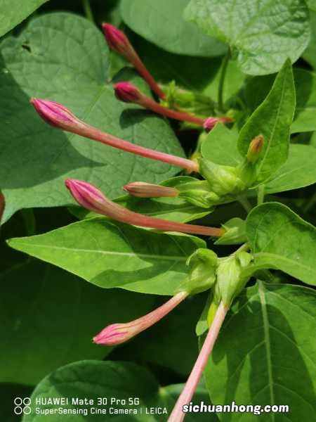 紫茉莉的养殖方法和注意事项