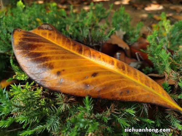 枇杷树什么时候开花