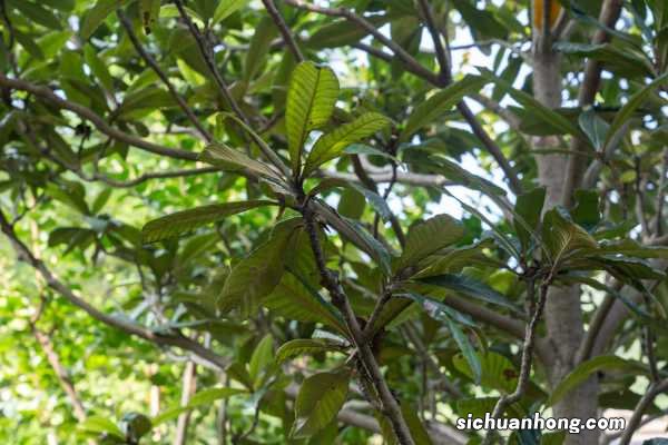 枇杷树什么时候开花