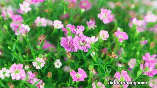 满天星可以活几年