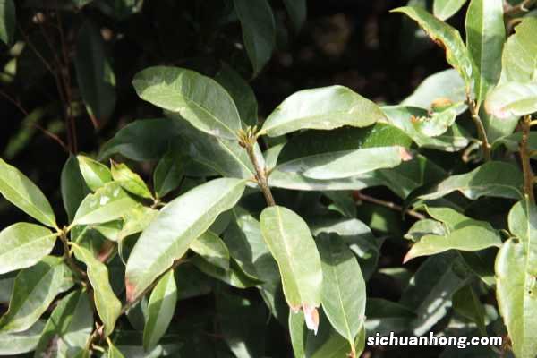 桂花树枝能插活吗