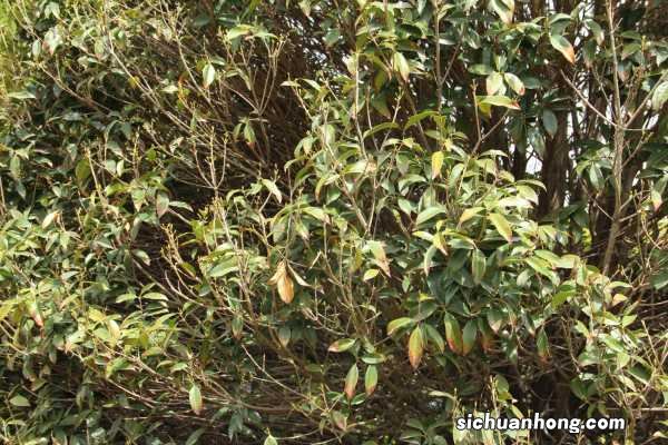 桂花树什么时候嫁接