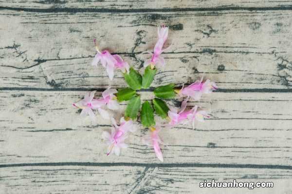 如何嫁接蟹爪兰