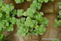 碰碰香植物怎么养