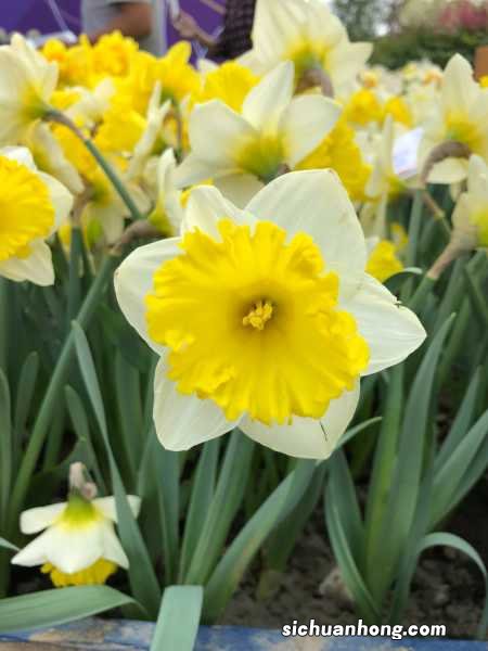 洋水仙第二年能开花吗