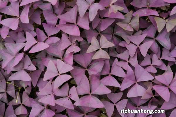 紫叶榨浆草扦插方法