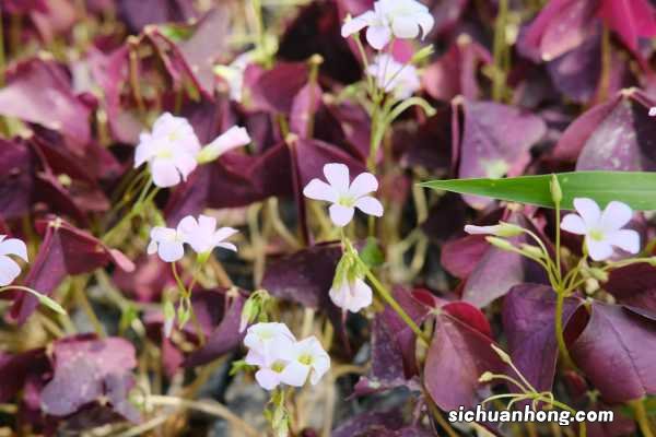 紫叶榨浆草扦插方法