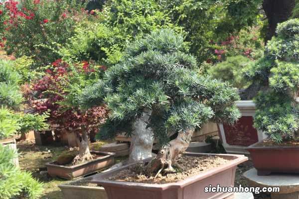 这“4种”树别轻易送人,它们越老越贵,价格蹭蹭长!