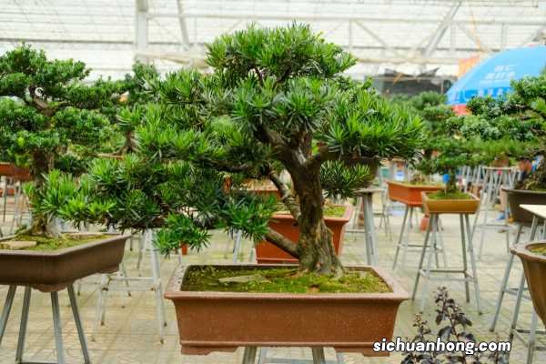 这“4种”树别轻易送人,它们越老越贵,价格蹭蹭长!