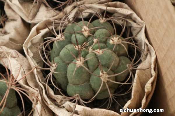 仙人球多久浇水