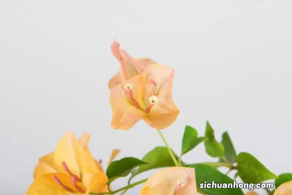 三角梅什么时候入室