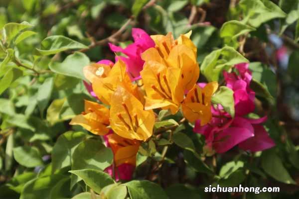 三角梅什么时候入室