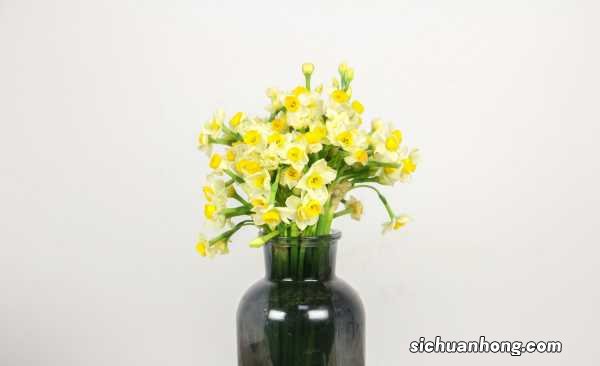 水仙怎么种植
