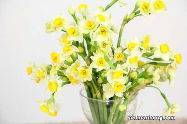 水仙怎么种植