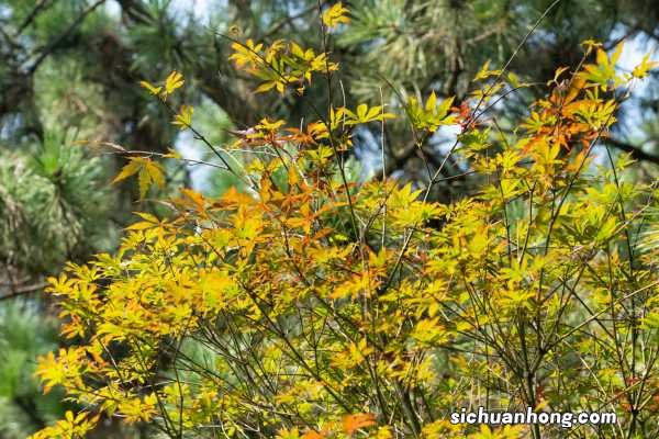 日本红枫怎么养护