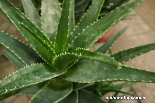 芦荟施肥可以用鸡蛋壳吗