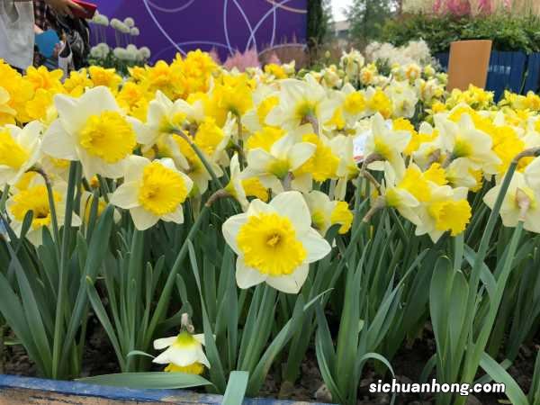 洋水仙的养殖方法和注意事项