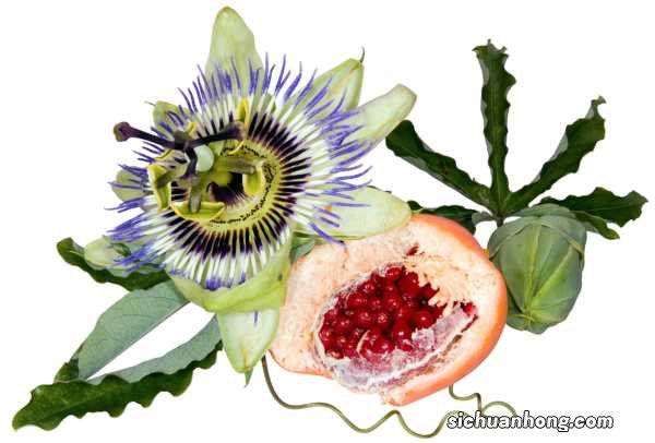 百香果扦插时间